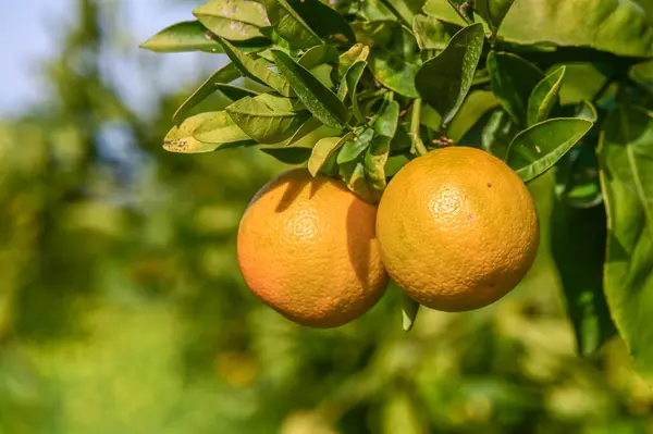 oranges ripen in an orange garden in the Mediterranean 7