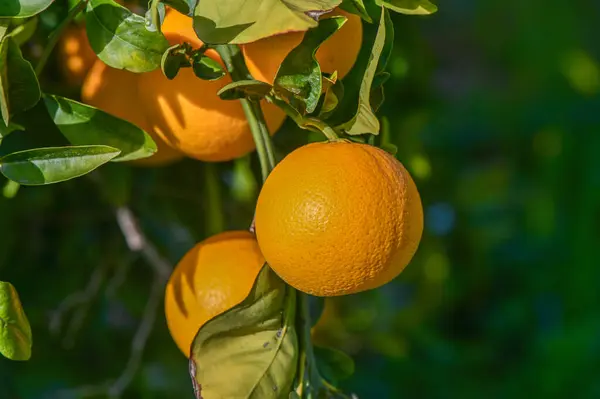 oranges ripen in an orange garden in the Mediterranean 6