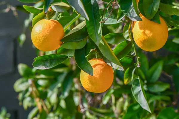 oranges ripen in an orange garden in the Mediterranean 5