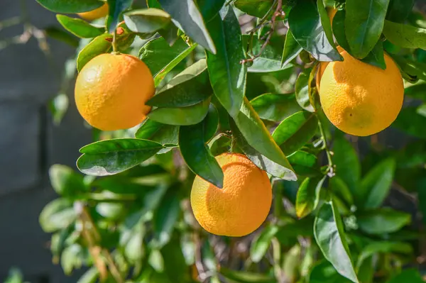 oranges ripen in an orange garden in the Mediterranean 4