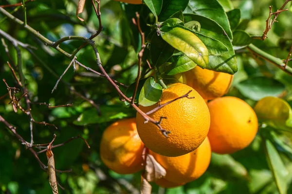 oranges ripen in an orange garden in the Mediterranean 2