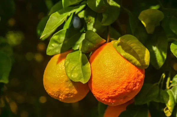 oranges ripen in an orange garden in the Mediterranean 1