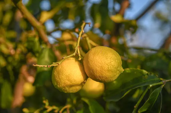 juicy lemons on a lemon tree in Cyprus in winter 1