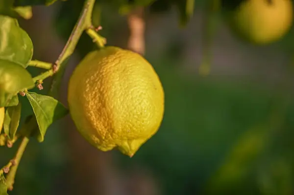 juicy lemons on a lemon tree in Cyprus in winter 2