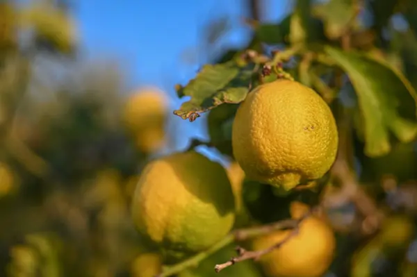 juicy lemons on a lemon tree in Cyprus in winter 5