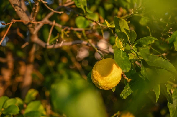 juicy lemons on a lemon tree in Cyprus in winter 10