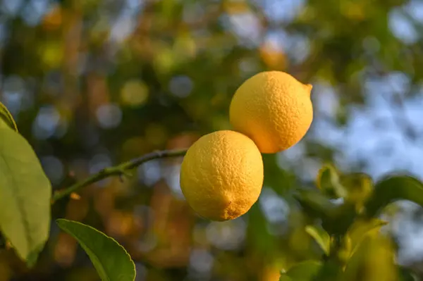 juicy lemons on a lemon tree in Cyprus in winter 9