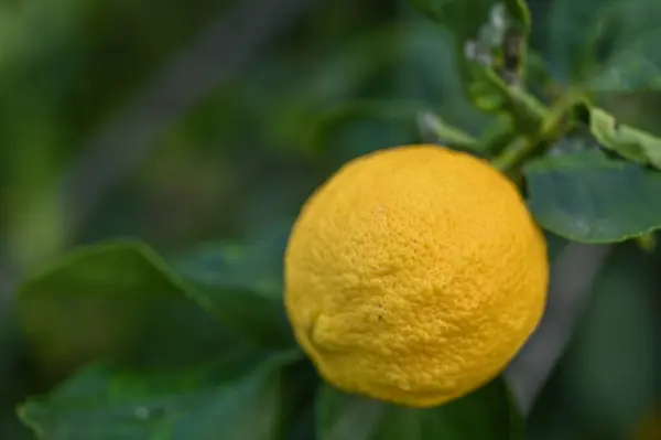 juicy lemons on a lemon tree in Cyprus in winter 6