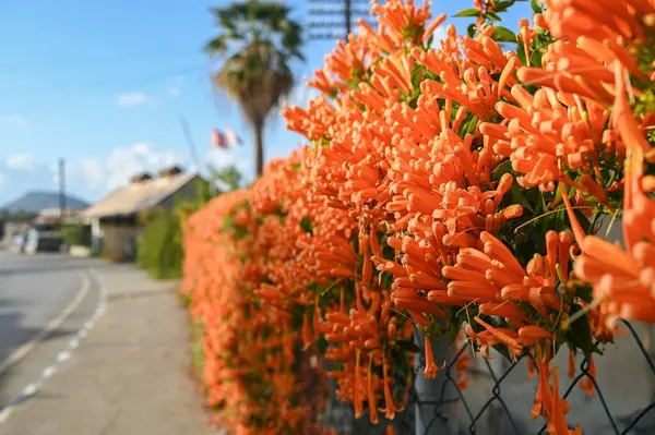 red flowers on a fence near a house in Cyprus 3