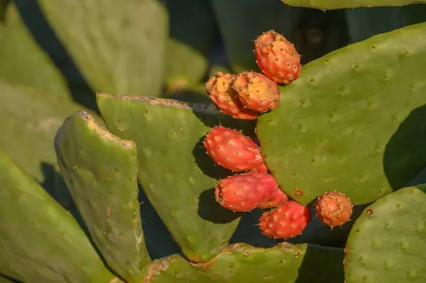 prickly pear - cactus with edible fruits in winter in Cyprus 9