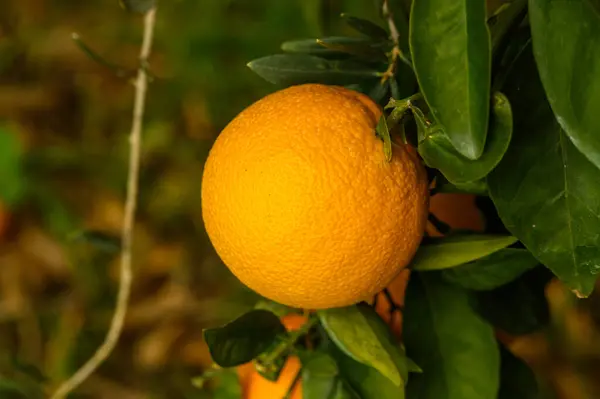 juicy oranges on branches in an orange orchard in winter in Cyprus