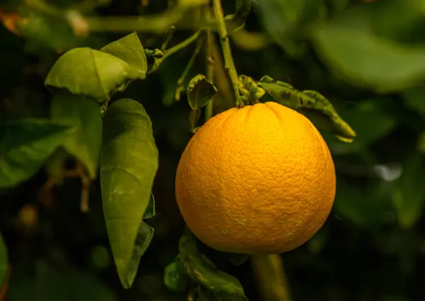 juicy oranges on branches in an orange orchard in winter in Cyprus 1