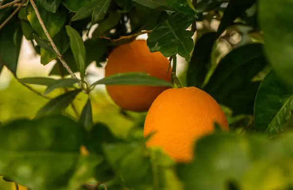juicy oranges on branches in an orange orchard in winter in Cyprus 2