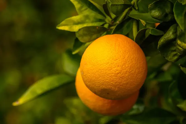 juicy oranges on branches in an orange orchard in winter in Cyprus 4