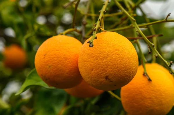 juicy oranges on branches in an orange orchard in winter in Cyprus 6