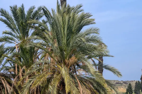 stock image date grove in winter in Cyprus 3