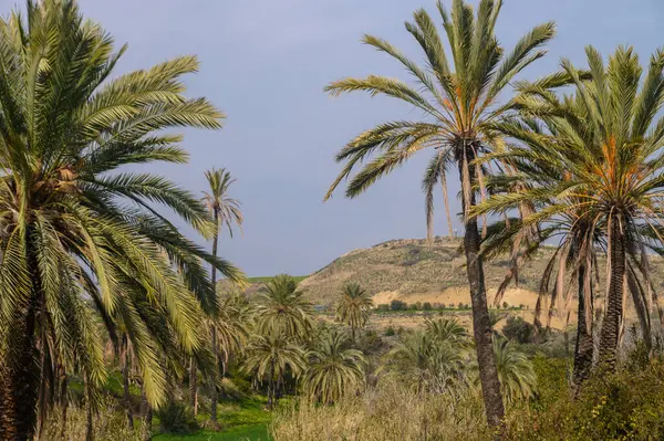 stock image date grove in winter in Cyprus 15