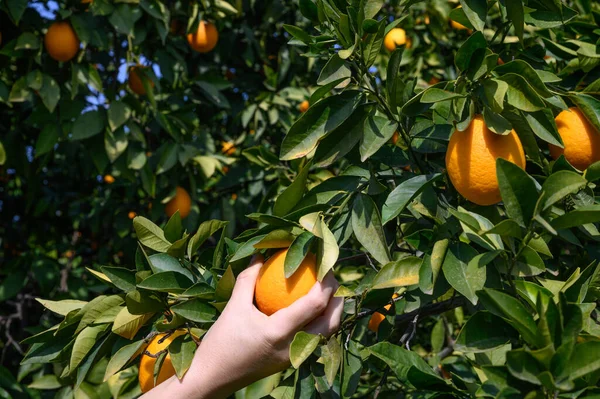 a woman's hand picks juicy oranges in winter in Cyprus