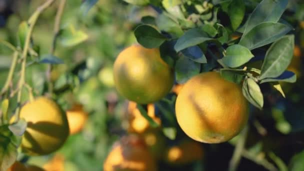 冬のキプロスの庭の枝にオレンジ ロイヤリティフリーストック映像