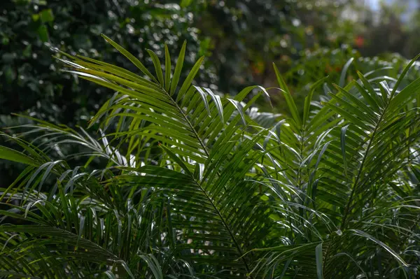 tropical plants in cyprus in winter