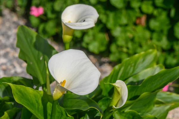 Λευκό Κρίνα Calla Τροπικό Λουλούδι Κύπρος Χειμώνα Φωτογραφία Αρχείου