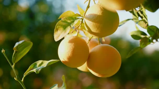 冬のキプロスの庭の枝にオレンジ ストック映像