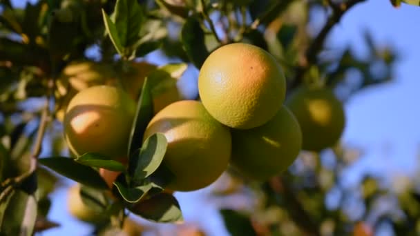 冬のキプロスの庭の枝にオレンジ ストック動画