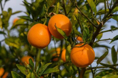 Olgun meyvelerle dolu portakal ağacı dalları. Doğal meyve arka planı 4