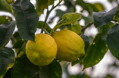 Yeşil bahçenin arka planında bir sürü limon meyvesi bulanık arka planda limon meyvesi.