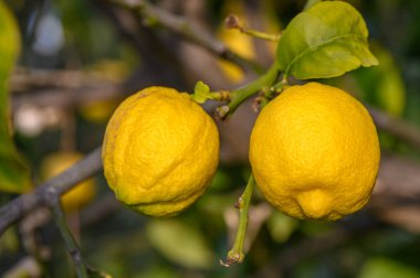 Yeşil bahçenin arka planında bir sürü limon meyvesi bulanık arka planda limon meyvesi. 3