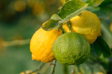 Yeşil doğal bahçe arkaplanı üzerinde limon meyvesi bulanık arkaplan yapraklı limon meyvesi.