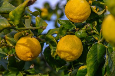 Yeşil doğal bahçe arkaplanı üzerinde limon meyvesi bulanık arkaplan yapraklı limon meyvesi.