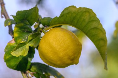 Yaprakları soyutlanmış limon meyveleri, çalışma yolu üzerinde tatlı limon meyveleri.