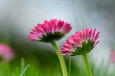 İki beyaz ve pembe magarita çiçeği. Güzel ve narin. Arka planda bulanık çimenler var.