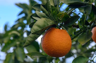 Olgun meyvelerle dolu portakal ağacı dalları. Doğal meyve arka planı. 2