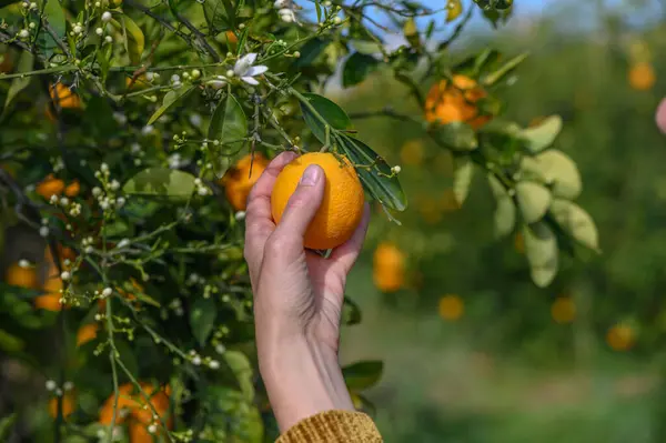 Women's hands pick juicy tasty oranges from a tree in the garden, harvesting on a sunny day. 6