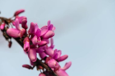 Bahar başında Yehuda Ağacı (Bagryannik veya Cercis Kanadası) açmıştır.