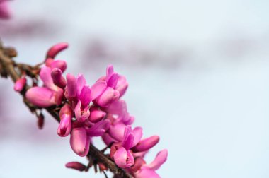 Çiçekler Bagryannik Avrupalı ve şehir parkında pembe çiçekler