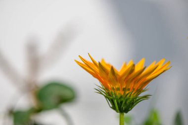 Gazania çiçeği ya da 1 numaralı bahçıvandaki Afrikalı papatya.