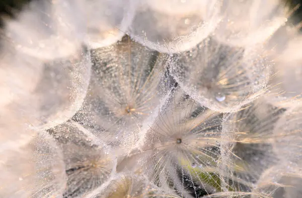 large dandelion in water droplets close-up, macro 1