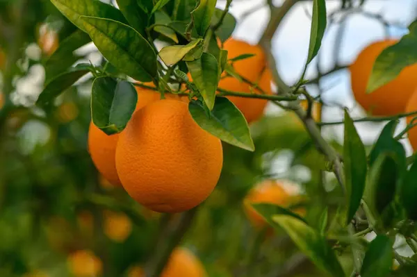 close-up of a beautiful orange tree with orange large round oranges 3