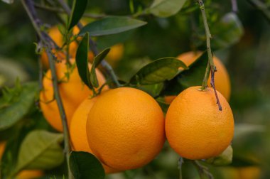 Citrus orchard with fruits growing on trees and lying on the ground, with copy space