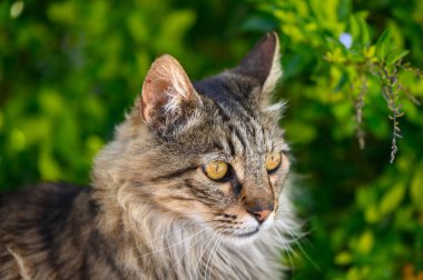 Yeşil yapraklı arka planda Maine Rakunu 'na benzeyen ciddi bir kedinin portresi.