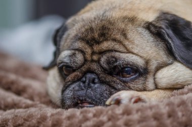 Yaşlı köpek evdeki kanepede dinleniyor.