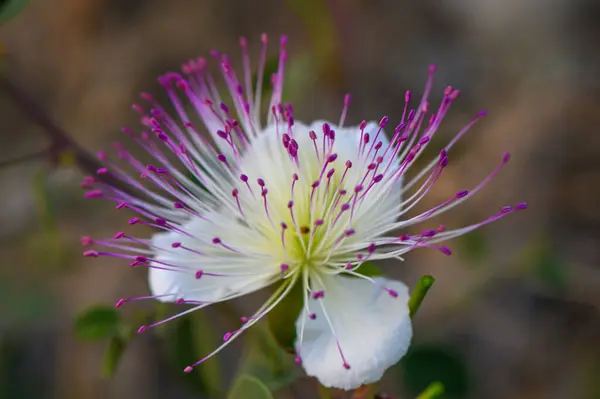 stock image bloom of caper bush, also called Flinders rose 3