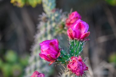 Prickly Pear Cactus with Pink Flower in Ayia Napa coast in Cyprus. 2 clipart