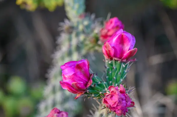 stock image Prickly Pear Cactus with Pink Flower in Ayia Napa coast in Cyprus. 2