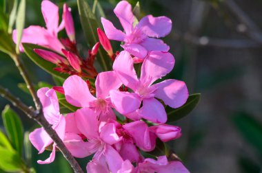 Pembe Oleander çiçeği. Neryum zakkum. çiçek arkaplanı. Kırmızı ağaç çiçeği. Neryum zakkum ağacı.