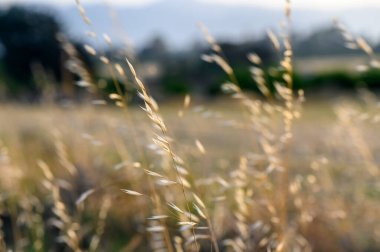 İnce, vahşi bir yulaf. Avena barbata