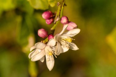 Arka planda çiy damlaları olan güzel bir limon çiçeği. Makro fotoğrafçılık